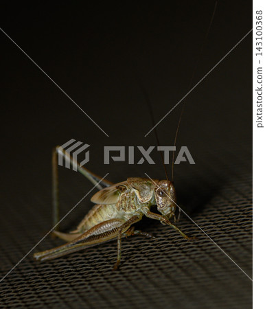 Side profile close-up of a bush-cricket on a dark mesh surface Side profile close-up of a bush-cricket on a dark mesh surface 143100368