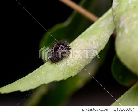 Commercial macro photography of a spiky ladybug pupa on a green leaf against a dark background Commercial macro photography of a spiky ladybug pupa on a green leaf against a dark background 143100394