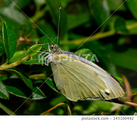 Close-up of a pale yellow butterfly perched on green leaves outdoors Close-up of a pale yellow butterfly perched on green leaves outdoors 143100492