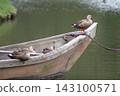 Mallards perched on the bow of a small boat and resting. 143100571