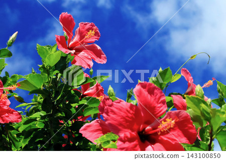 Okinawa's blue sky and red hibiscus Okinawa's blue sky and red hibiscus 143100850