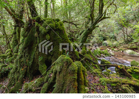 Autumn in Shiratani Unsuikyo Gorge, Yakushima: A forest where beautiful moss shines. Autumn in Shiratani Unsuikyo Gorge, Yakushima: A forest where beautiful moss shines. 143100985