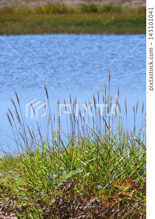 Kamagaike Pond, Kirigamine Plateau, Nagano Prefecture 143101041