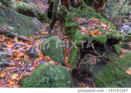 Autumn on Yakushima, the island where gods reside: Beautiful moss and autumn leaves Autumn on Yakushima, the island where gods reside: Beautiful moss and autumn leaves 143101267