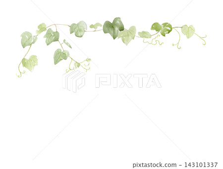 Watercolor green grapevine with delicate leaves and curling tendrils isolated on white. Hand painted botanical border for vineyard branding, invitations, menus, packaging and nature designs. Watercolor green grapevine with delicate leaves and curling tendrils isolated on white. Hand painted botanical border for vineyard branding, invitations, menus, packaging and nature designs. 143101337