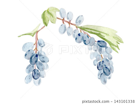 Watercolor blue grapevine branch with grape clusters and green leaves isolated on white. Hand painted botanical element for winery branding, wine labels, menus, packaging and harvest designs Watercolor blue grapevine branch with grape clusters and green leaves isolated on white. Hand painted botanical element for winery branding, wine labels, menus, packaging and harvest designs 143101338