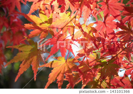 Autumn leaves and light Autumn leaves and light 143101366
