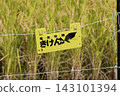 Danger warning sign on electric fence installed in rice paddies where rice stalks are ripening. 143101394