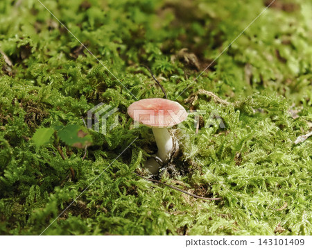 苔蘚間生長著一種散發惡臭的紅色真菌 143101409