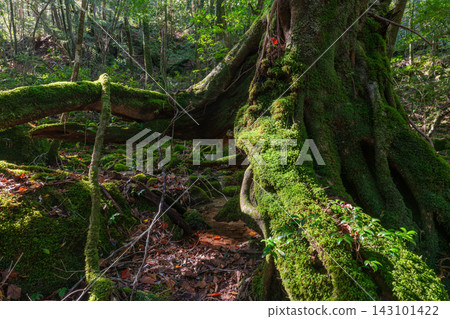 屋久島的秋天，眾神居住的島嶼：森林和山谷沐浴在斑駁的陽光中。 143101422