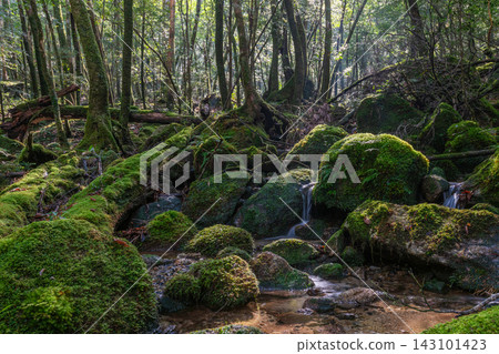 Autumn on Yakushima, the island where gods reside: Forests and valleys bathed in dappled sunlight. Autumn on Yakushima, the island where gods reside: Forests and valleys bathed in dappled sunlight. 143101423