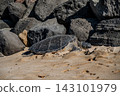 夏威夷北岸的海龜 143101979