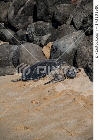 夏威夷北岸的海龜 夏威夷北岸的海龜 143101980