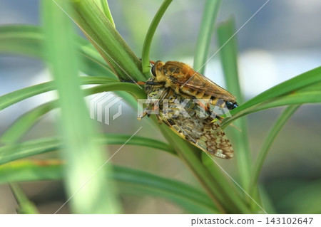 A cicada caught by a robber fly A cicada caught by a robber fly 143102647