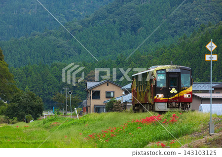 一條地方鐵路線穿過田野,田野裡滿是成熟的金黃色麥穗和盛開的蜘蛛百合。 一條地方鐵路線穿過田野,田野裡滿是成熟的金黃色麥穗和盛開的蜘蛛百合。 143103125