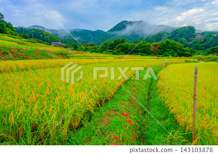 秋天,在寺坂梯田,我拍攝了美麗的梯田景色,金色的稻稈和綠色的稻田向外延伸,以秩父山脈為背景,就在收割之前。 秋天,在寺坂梯田,我拍攝了美麗的梯田景色,金色的稻稈和綠色的稻田向外延伸,以秩父山脈為背景,就在收割之前。 143103878