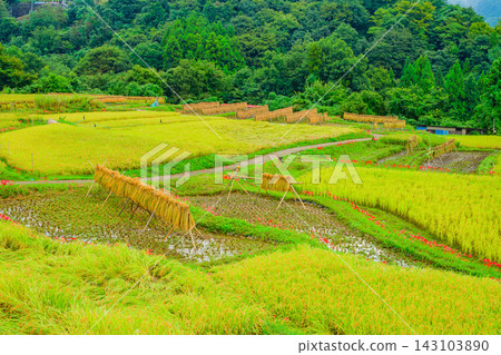 秋天,在寺坂梯田,我拍攝了美麗的梯田景色,金色的稻稈和綠色的稻田向外延伸,以秩父山脈為背景,就在收割之前。 秋天,在寺坂梯田,我拍攝了美麗的梯田景色,金色的稻稈和綠色的稻田向外延伸,以秩父山脈為背景,就在收割之前。 143103890