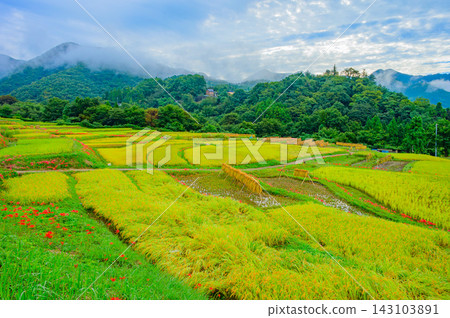 秋天,在寺坂梯田,我拍攝了美麗的梯田景色,金色的稻稈和綠色的稻田向外延伸,以秩父山脈為背景,就在收割之前。 秋天,在寺坂梯田,我拍攝了美麗的梯田景色,金色的稻稈和綠色的稻田向外延伸,以秩父山脈為背景,就在收割之前。 143103891