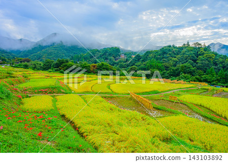 秋天，在寺坂梯田，我拍攝了美麗的梯田景色，金色的稻稈和綠色的稻田向外延伸，以秩父山脈為背景，就在收割之前。 143103892