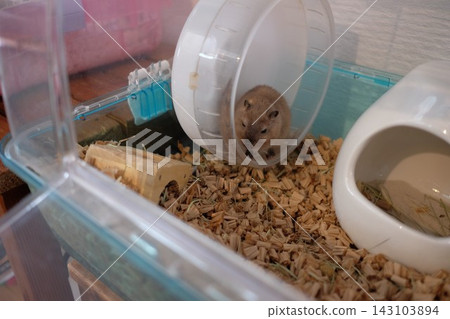 彩色沙鼠(沙鼠) 彩色沙鼠(沙鼠) 143103894