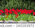 Bright red tulips against a backdrop of pine trees 143103973