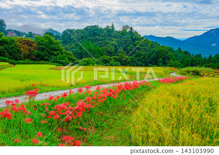 一張廣角照片,展現了寺坂梯田的秋日景色:秩父山脈籠罩在晨霧之中,稻田小徑旁盛開著蜘蛛百合,金色的稻田等待著豐收。 一張廣角照片,展現了寺坂梯田的秋日景色:秩父山脈籠罩在晨霧之中,稻田小徑旁盛開著蜘蛛百合,金色的稻田等待著豐收。 143103990