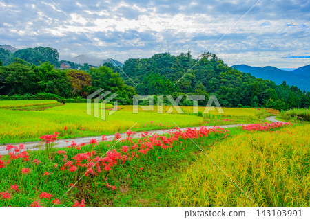 一張廣角照片,展現了寺坂梯田的秋日景色:秩父山脈籠罩在晨霧之中,稻田小徑旁盛開著蜘蛛百合,金色的稻田等待著豐收。 一張廣角照片,展現了寺坂梯田的秋日景色:秩父山脈籠罩在晨霧之中,稻田小徑旁盛開著蜘蛛百合,金色的稻田等待著豐收。 143103991