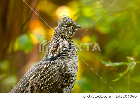 Ruffed grouse standing on the mossy log in the autumn forest. Ruffed grouse standing on the mossy log in the autumn forest. 143104060