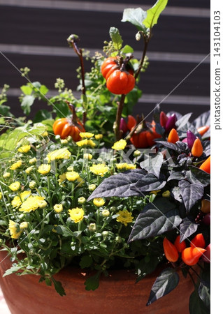 萬聖節主題植物 萬聖節主題植物 143104103