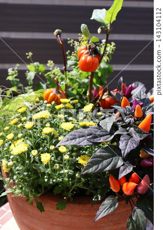 萬聖節主題植物 萬聖節主題植物 143104112