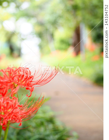 A path lined with red spider lilies. A path lined with red spider lilies. 143104752
