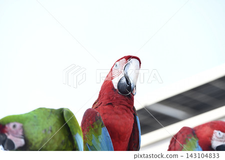 Red parrot among colorful tropical birds against bright sky Red parrot among colorful tropical birds against bright sky 143104833