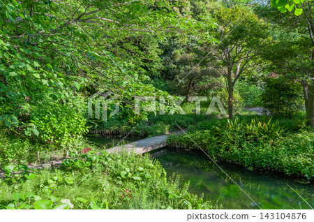 向島百花園的水道和小橋,綠樹環繞(東京墨田區) 向島百花園的水道和小橋,綠樹環繞(東京墨田區) 143104876
