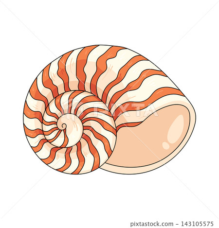 Illustration of nautilus shell Illustration of nautilus shell 143105575