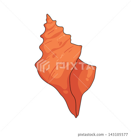 Illustration of whelk seashell Illustration of whelk seashell 143105577