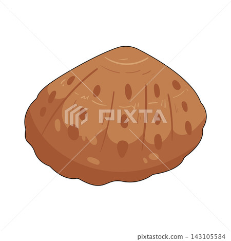 Illustration of limpet shell Illustration of limpet shell 143105584