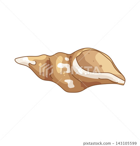 Illustration of conch shell Illustration of conch shell 143105599
