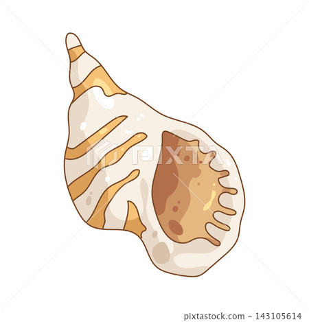 Illustration of trumpet seashell Illustration of trumpet seashell 143105614