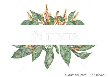 Sanchezia speciosa text divider with copy space. Hand drawn watercolor composition with green leaf and flower in botanical style. Exotic floral natural design for garden card or botanical art template 143105642