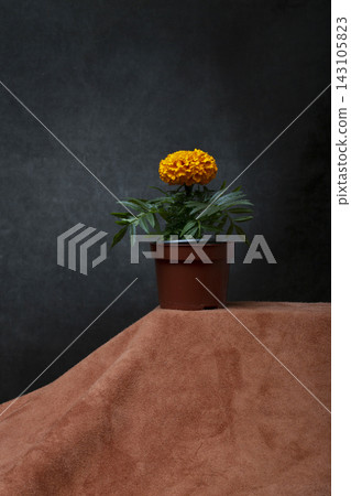 Tagetes flower in a pot on the table Tagetes flower in a pot on the table 143105823