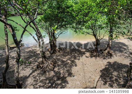 Mangroves of the Hija River in Kadena Town, Okinawa Prefecture Mangroves of the Hija River in Kadena Town, Okinawa Prefecture 143105998