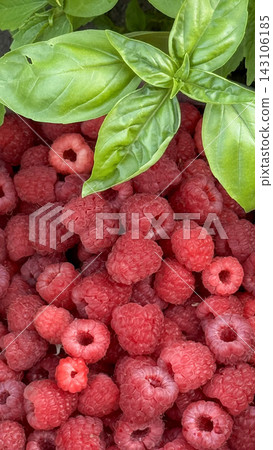 Ripe red raspberries sit tightly beneath bright green basil leaves, creating vivid color contrast, detailed drupelets, soft natural light, and rich organic texture for market displays, recipe use Ripe red raspberries sit tightly beneath bright green basil leaves, creating vivid color contrast, detailed drupelets, soft natural light, and rich organic texture for market displays, recipe use 143106185