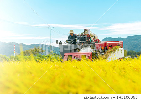 農民們正在用聯合收割機收割稻米。 農民們正在用聯合收割機收割稻米。 143106365