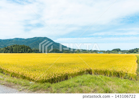 金色的稻田和山脈 金色的稻田和山脈 143106722