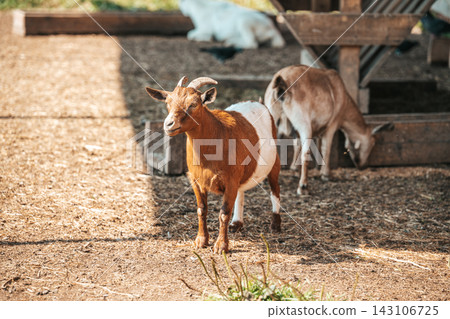 Brown and white domestic goat stands in a farmyard paddock with other goats eating from a wooden hay feeder on a sunny day. Brown and white domestic goat stands in a farmyard paddock with other goats eating from a wooden hay feeder on a sunny day. 143106725
