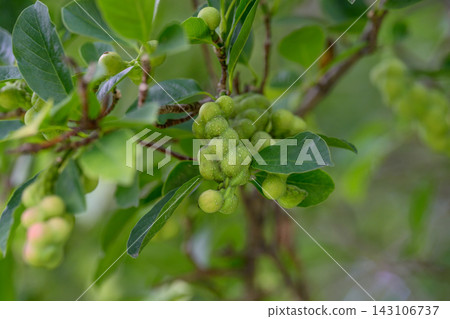 Close up of a tree branch with green leaves and twisted green unripe cylinder fruit cones of a kobus magnolia in summer day. Close up of a tree branch with green leaves and twisted green unripe cylinder fruit cones of a kobus magnolia in summer day. 143106737