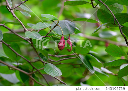 Close up of a tree branch with green leaves and hanging ripe pink fruit cones of a siebold magnolia growing outdoors in summer. Close up of a tree branch with green leaves and hanging ripe pink fruit cones of a siebold magnolia growing outdoors in summer. 143106739