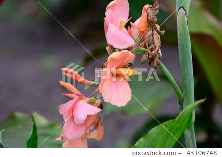 Close up of peach pink canna indica flower heads blooming on a green stem with faded petals on a blurred background in a summer park. Close up of peach pink canna indica flower heads blooming on a green stem with faded petals on a blurred background in a summer park. 143106748
