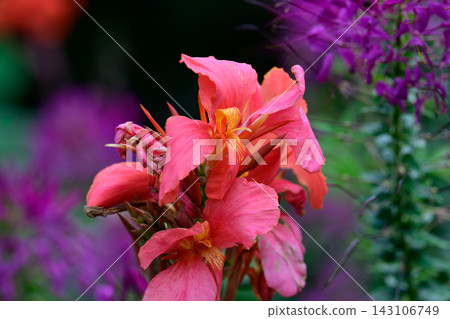 Close up of a pink canna indica flower head blooming on a stem with blurred purple cleome spinosa flowers background on a sunny day. Close up of a pink canna indica flower head blooming on a stem with blurred purple cleome spinosa flowers background on a sunny day. 143106749