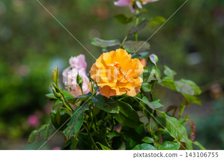 Close up of a vibrant orange and yellow Midsummer floribunda rose flower blooming on a green branch with ample copy space. Close up of a vibrant orange and yellow Midsummer floribunda rose flower blooming on a green branch with ample copy space. 143106755